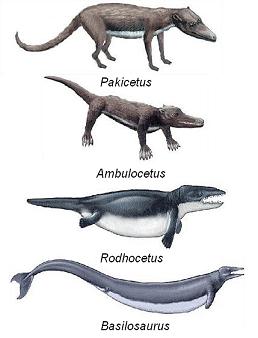 Transitional Fossils | Darwin
