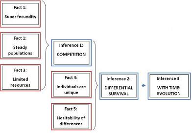 natural selection diagram