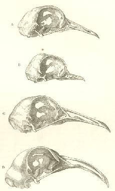 hypothesis of acquired characteristics was proposed by